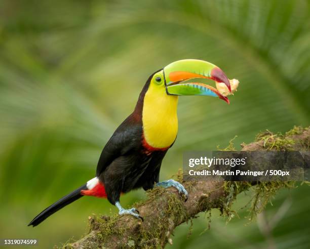 close-up of toucan perching on branch - yellow perch stock-fotos und bilder