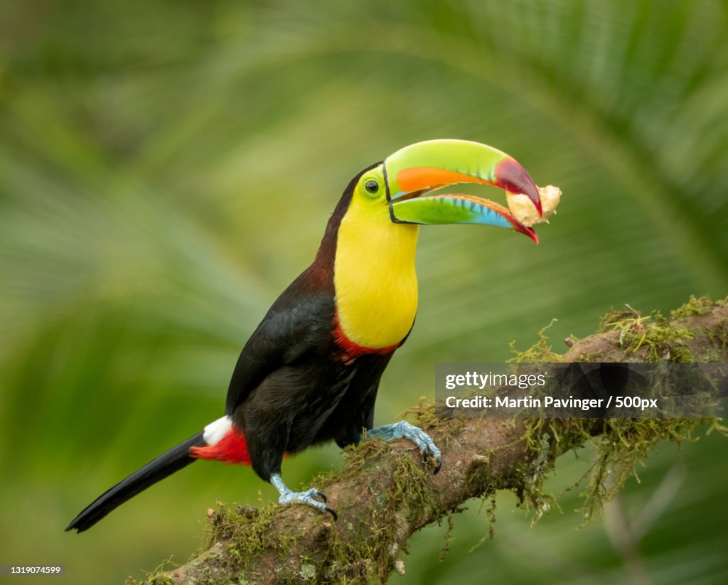 Close-up of toucan perching on branch