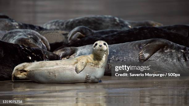 close-up of seal on rock at beach,great blasket island,ireland - great blasket island stock-fotos und bilder
