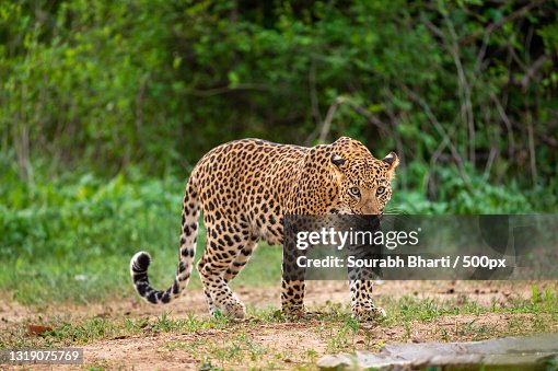 A leopard walking in the forest,Jhalana leopard safari park,India A leopard walking in the forest,Jhalana leopard safari park,India