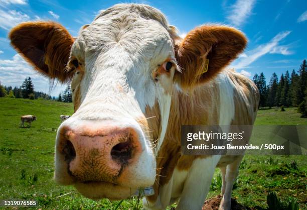 portrait of cow standing on field against sky,jougne,france - koe stockfoto's en -beelden