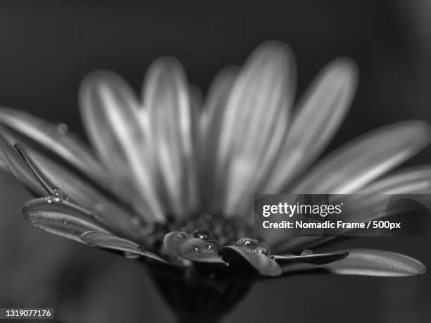 How to Draw a Daisy Flower in Riyadh, Saudi Arabia: Step-by-Step Guide