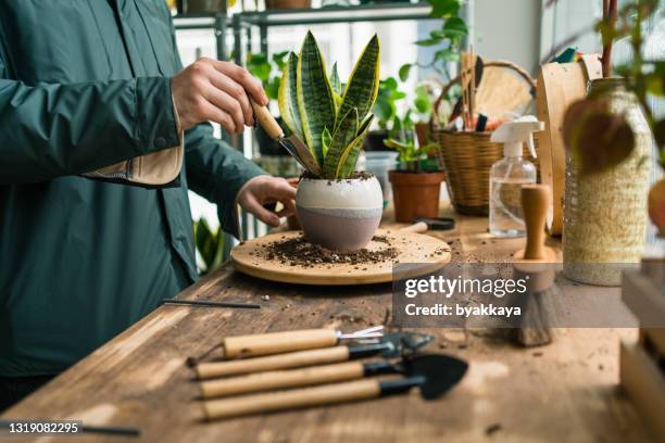 plantas internas prontas para cuidados - potting - fotografias e filmes do acervo