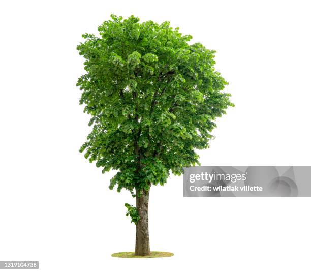 green tree on a white background. - trees stock-fotos und bilder