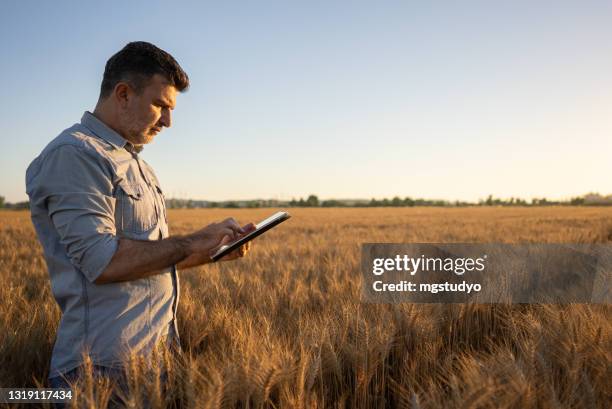 a modern farmer uses a tablet in the field of organic wheat. - farmer tablet stock pictures, royalty-free photos & images