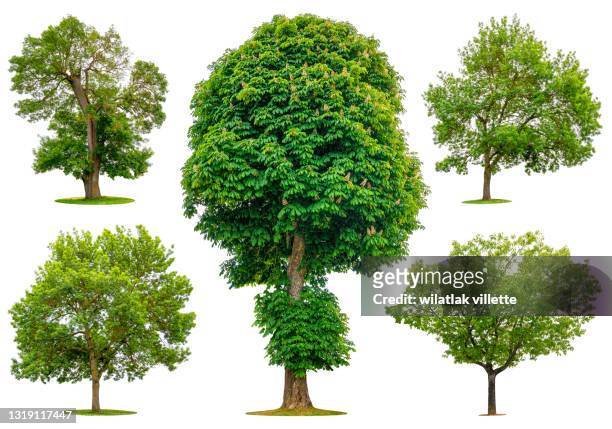 collection of various species of trees isolated on white background. - busch stock-fotos und bilder