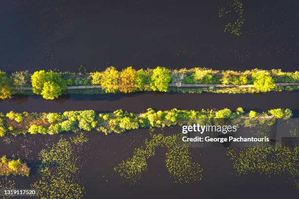 top down aerial photo of strip of land with trees crossing a lake - canal trees stockfoto's en -beelden