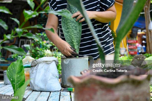 person's hands repotting a plant - sansevieria stock pictures, royalty-free photos & images
