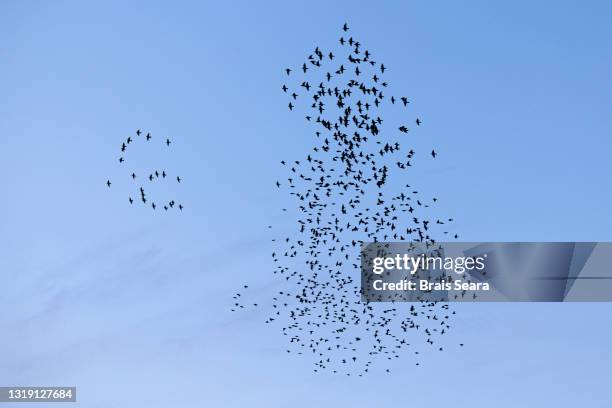 flock of starlings displaying murmuration against sunset. - starlings flock stock pictures, royalty-free photos & images