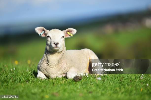 Baby lambs enjoys the sun on May 19, 2021 in Biddulph, England .