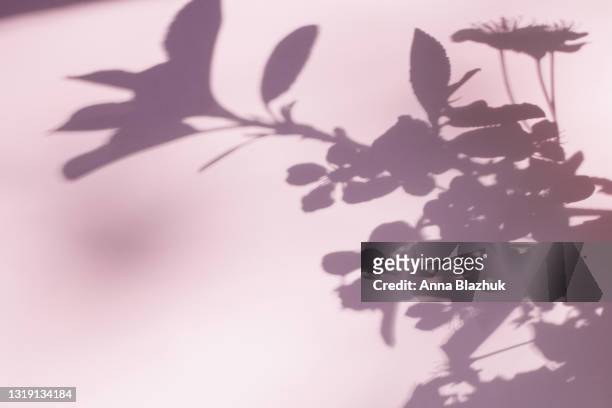 trendy photography effect of plant shadow, branch with leaves and flowers over white background for overlay - ombra foto e immagini stock