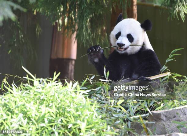 Year-old female giant panda Mei Xiang eats bamboo at National Zoological Park on May 20, 2021 in Washington, DC.