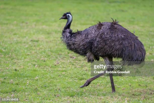 close-up of an emu looking at the camera - emu stock-fotos und bilder