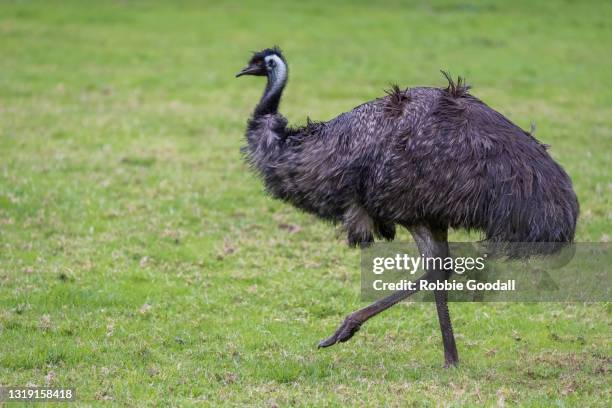 close-up of an emu looking at the camera - emú fotografías e imágenes de stock