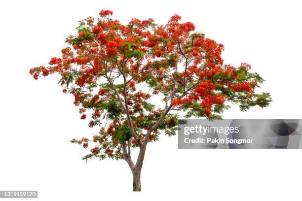 big tree (malabar tree) blooming isolated on white background. - tropical deciduous forest photos et images de collection