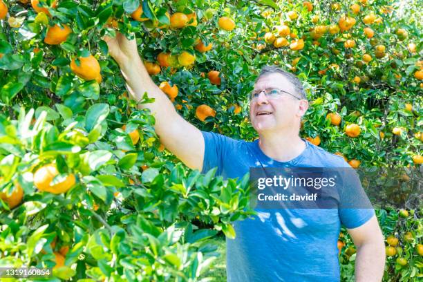 homem feliz escolhendo mandarins de uma árvore - orange farm - fotografias e filmes do acervo