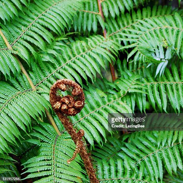 square composition of punga fern frond (koru) - koru pattern stock pictures, royalty-free photos & images