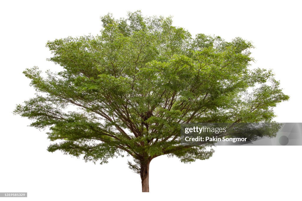 Big green tree ( Terminalia ivorensis ) isolated on white background.