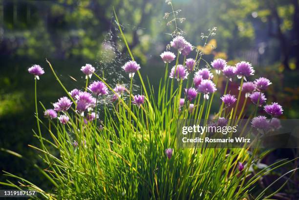 flowering chives in brillant morning light - cebolinho imagens e fotografias de stock
