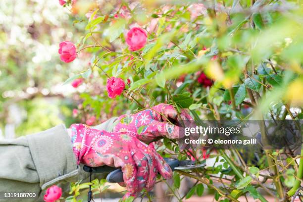 pruning roses - rose cut stock pictures, royalty-free photos & images