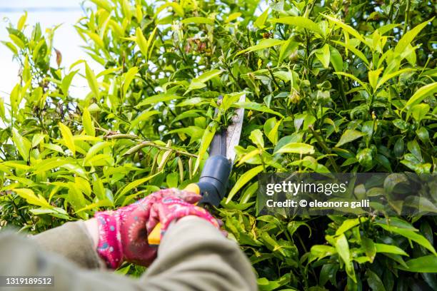 pruning mandarin - bush stock pictures, royalty-free photos & images