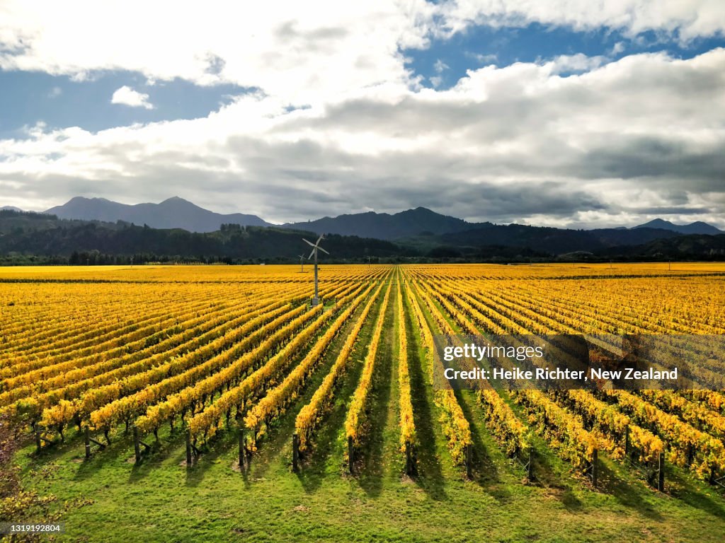 Vineyard in the Wairau Valley