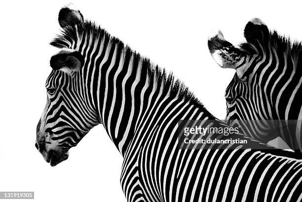 542 Zebra White Background Photos and Premium High Res Pictures - Getty  Images