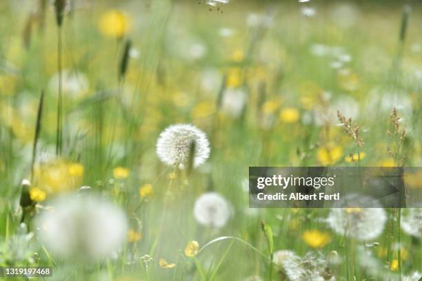 pusteblume - dandelion seed stock pictures, royalty-free photos & images