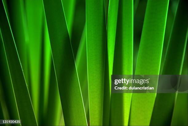 leaves close up - awe stock pictures, royalty-free photos & images