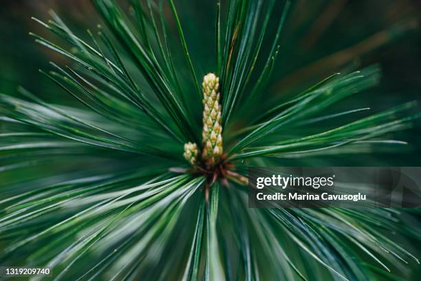 green pinus strobus branch. natural summer forest background. - pinus strobus stock pictures, royalty-free photos & images