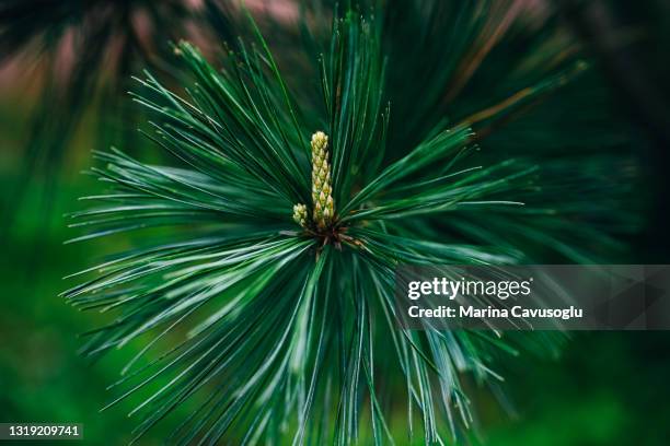 green pinus strobus branch. natural summer forest background. - pinus strobus stock pictures, royalty-free photos & images