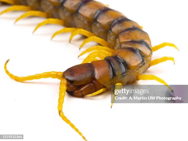 close-up of a centipede (scolopendra sp.) isolated on white background - myriapoda stock pictures, royalty-free photos & images