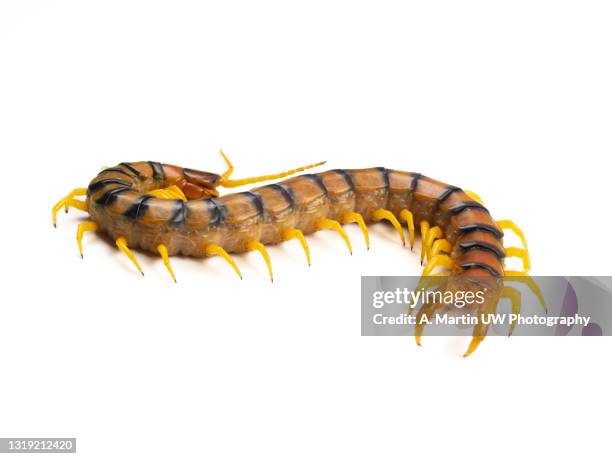 close-up of a centipede (scolopendra sp.) isolated on white background - myriapoda stock pictures, royalty-free photos & images