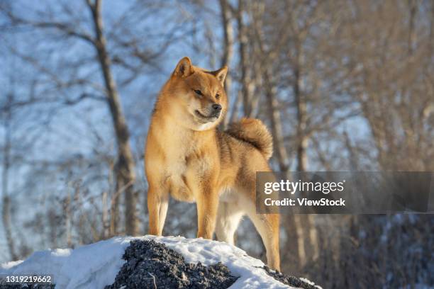 shiba inu - shiba inu winter stock pictures, royalty-free photos & images