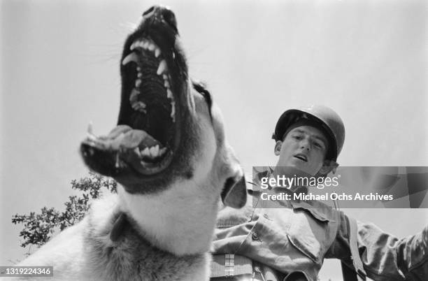 Soldier restraining a German shepherd which bears its teeth as the dog undergoes sentry training for use in the Vietnam War, at Lackland Air Force...