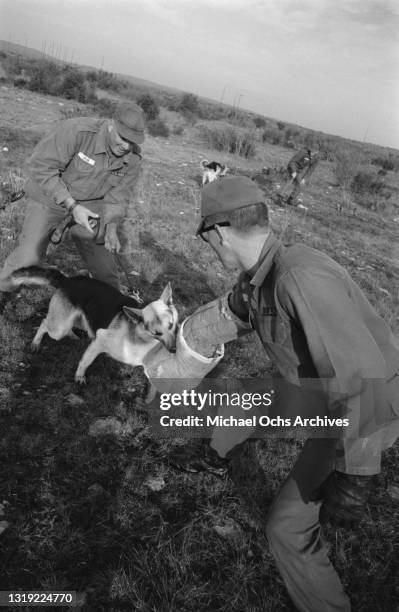 Soldiers training a German shepherd, with one soldier wearing a bite protection sleeve, as the dog to undergoes sentry training for use in the...