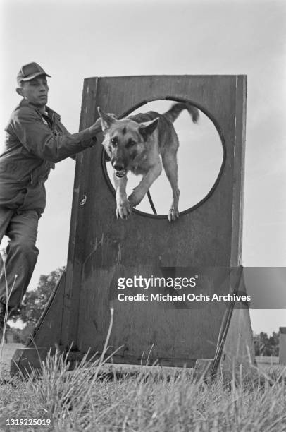 Soldier guides a German shepherd through an obstacle on a course as the dog undergoes sentry training for use in the Vietnam War, at Lackland Air...
