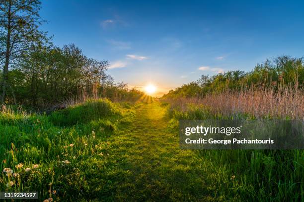 low angle view of sunset and grass - voetgangerspad stockfoto's en -beelden