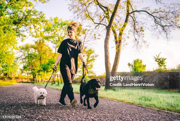 woman walking her two dogs in a park - labrador retriever stock pictures, royalty-free photos & images