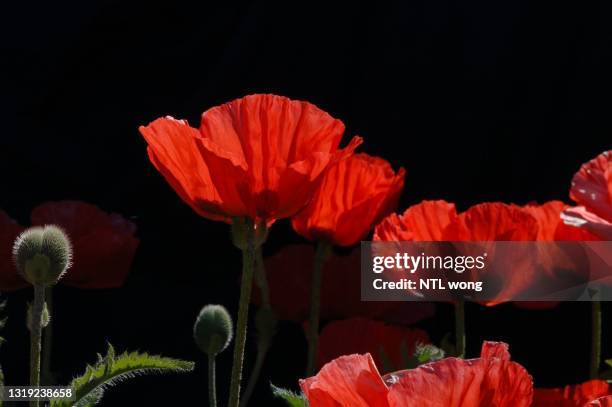 red poppies - remembrance day canada stock pictures, royalty-free photos & images