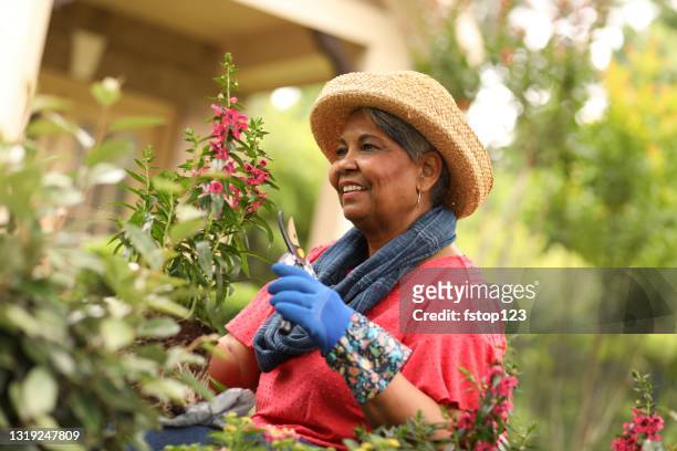 äldre vuxen kvinna njuter av trädgårdsarbete i hemblommbädd. - garden spring flower bildbanksfoton och bilder