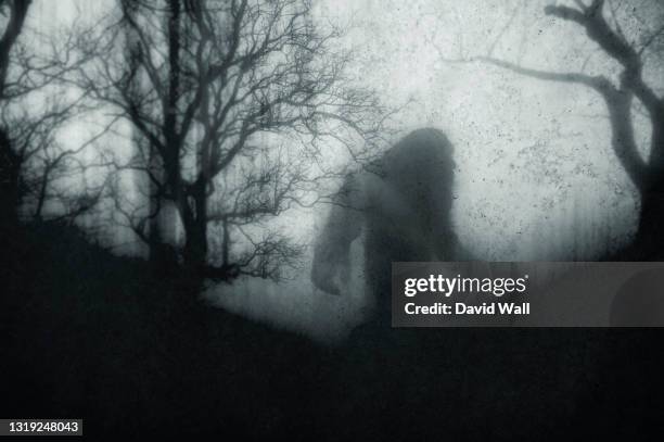a dark scary concept. of a mysterious bigfoot figure, walking through a forest. silhouetted against trees. on a foggy winters day. with a grunge, textured edit. - bigfoot stock pictures, royalty-free photos & images