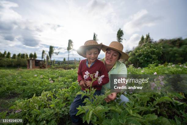bäuerin lehrt ihren sohn über die ernte des landes - colombia stock-fotos und bilder