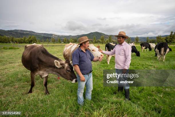 rinderzüchter, die einige kühe auf den feldern eines milchviehbetriebs betrachten - colombia land stock-fotos und bilder