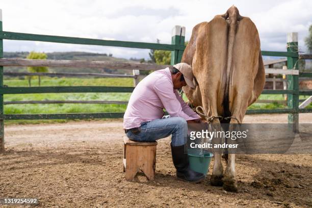 farmer milking a cow manually at a dairy farm - milking stock pictures, royalty-free photos & images
