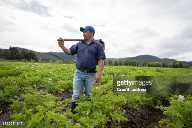 latijns-amerikaanse landbouwer die zijn landbouwbedrijf met behulp van een mattock oogst - american potato farm stockfoto's en -beelden