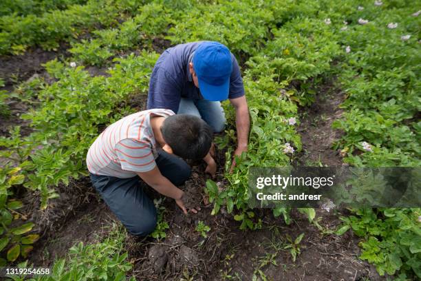 father and son harvesting the crop at their farm together - latin america family stock pictures, royalty-free photos & images