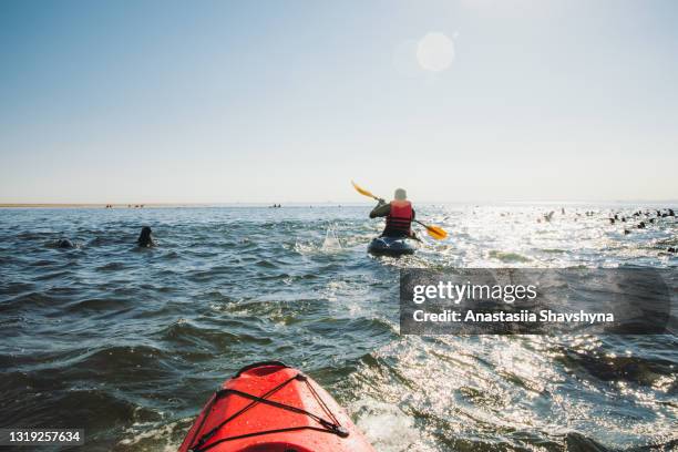 people kayaking with a group of seals during sunny summer day at the pelican point, namibia - walvis bay stock pictures, royalty-free photos & images