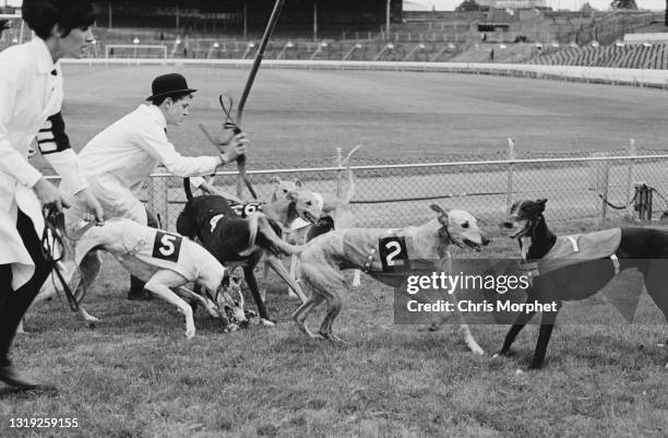 Stainforth Dog Racing Dog Race Track Photos and Premium High Res Pictures - Getty Images