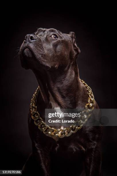 portret van stamboom zuivere rashond die een gouden ketting draagt - pit bull stockfoto's en -beelden